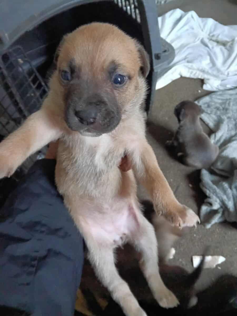 Beautiful 2 months old puppies image 1