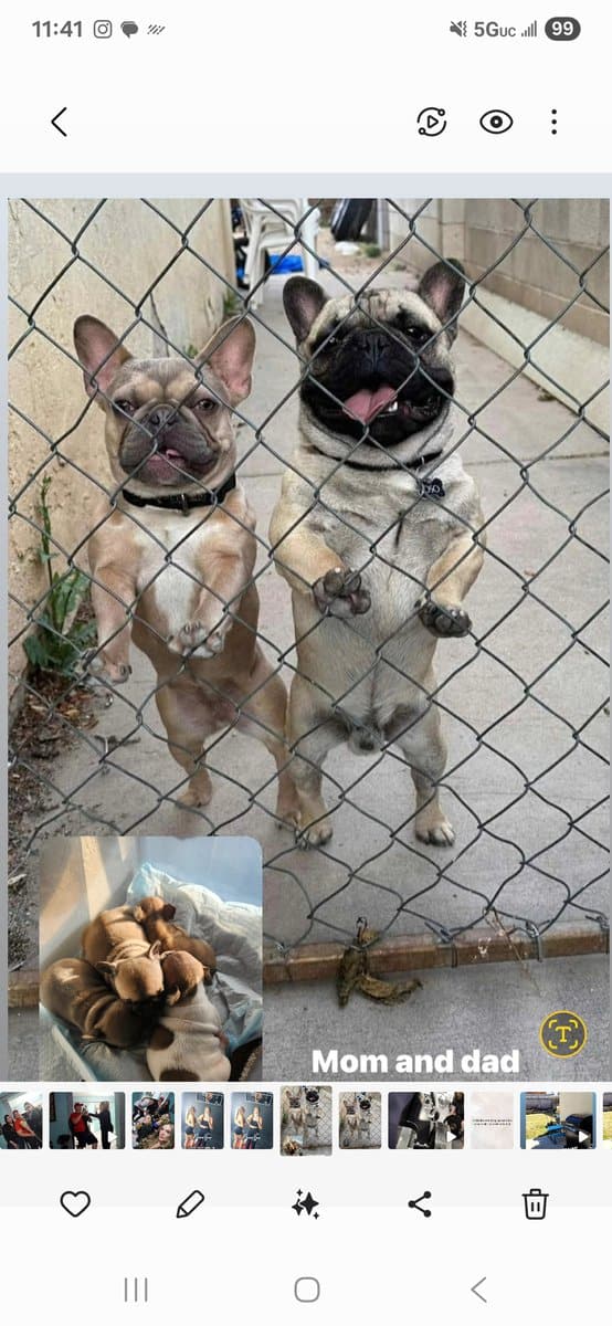 Puppies for sale french bulldog image 5