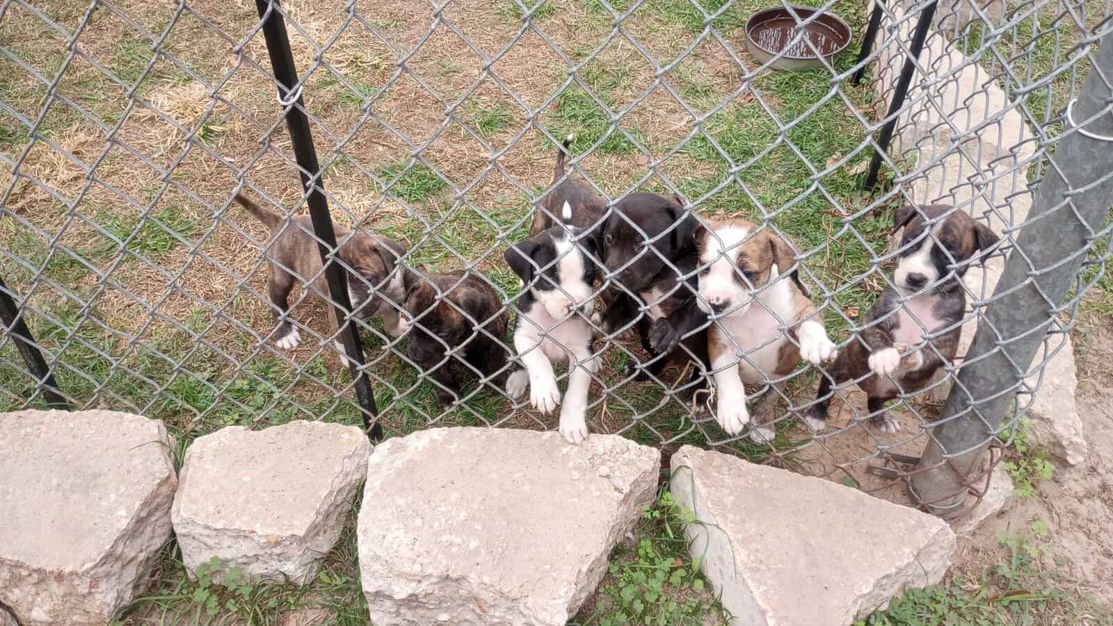 Lab mixed puppies for free image 1
