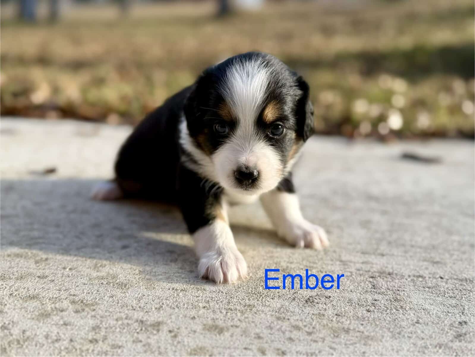 Mini Australian Shepard Puppy (Ember) image 1