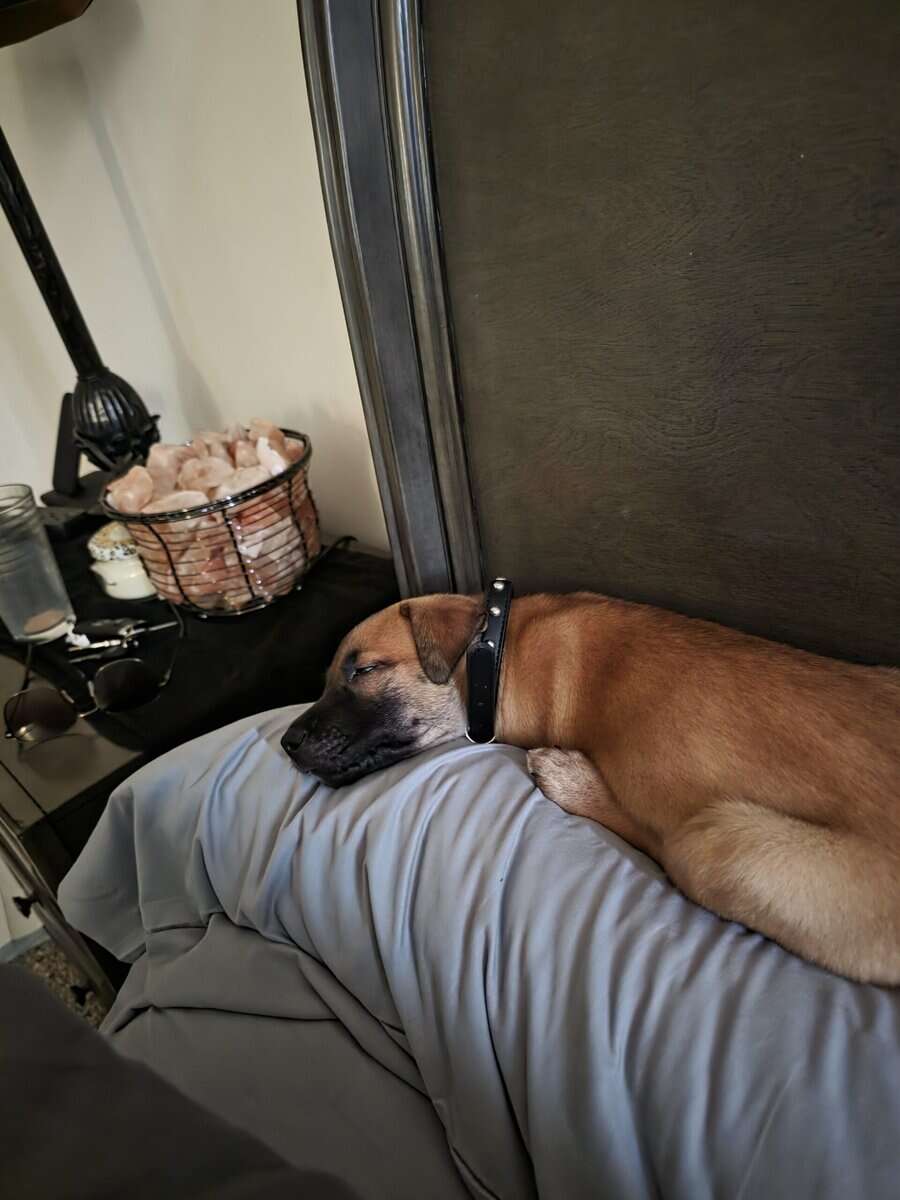Siberian husky/pit mix for sale...needs a home qui image 3