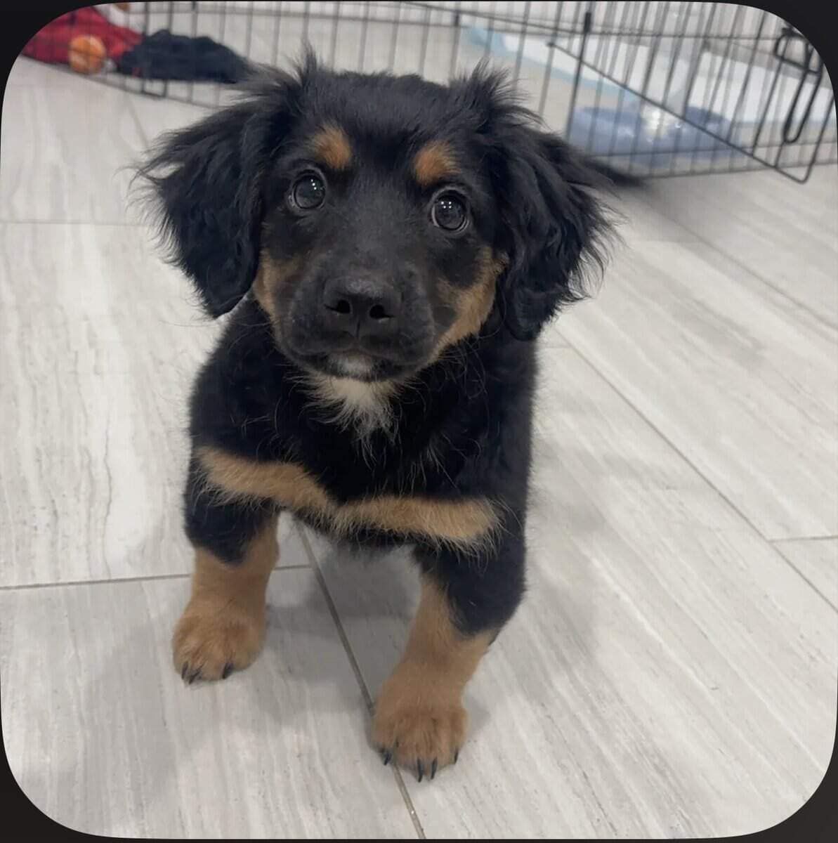 6mo pup for sale - Pepe image 1