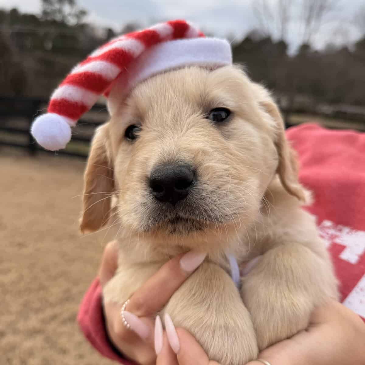 Golden Retriever Puppies image 4