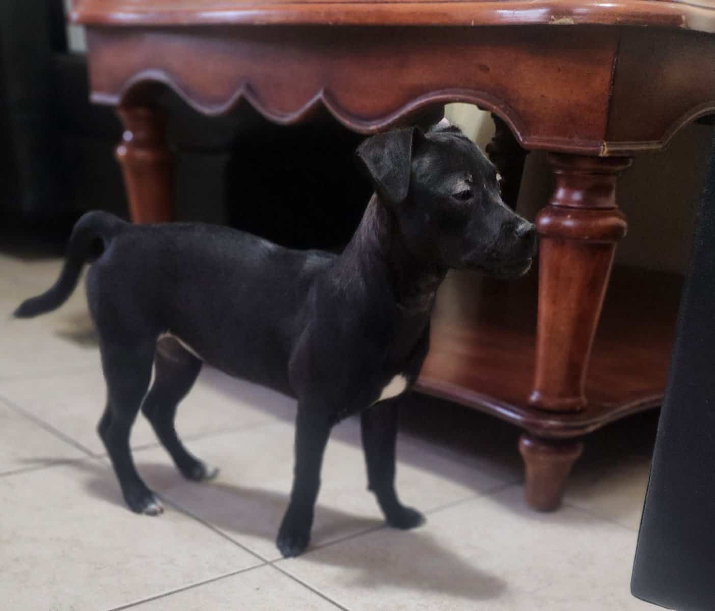 Yorkie Mastiff Hybrid Bloodline. image 4