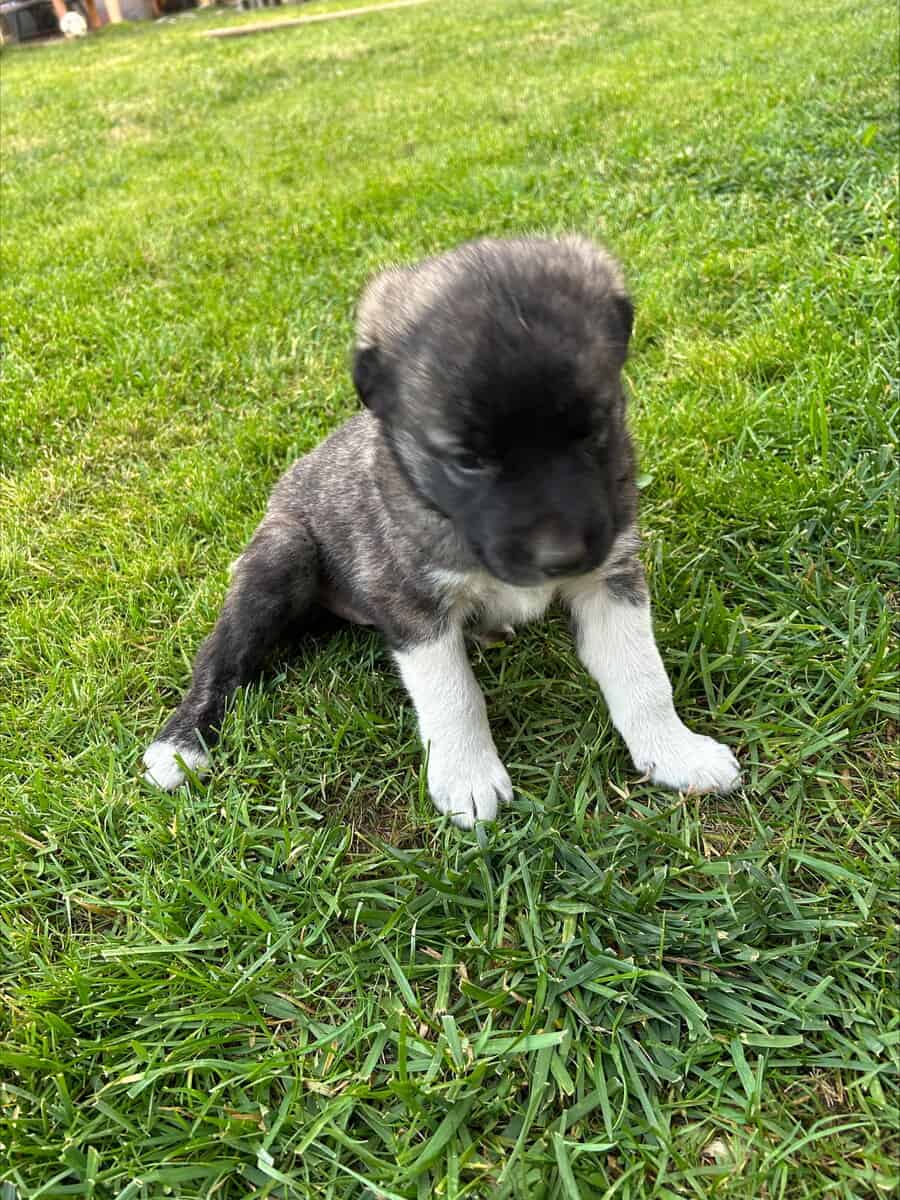 Anatolian Shepherds image 11