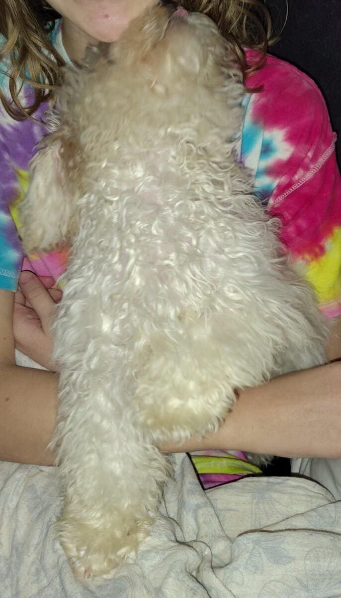 Mini poodle image 3