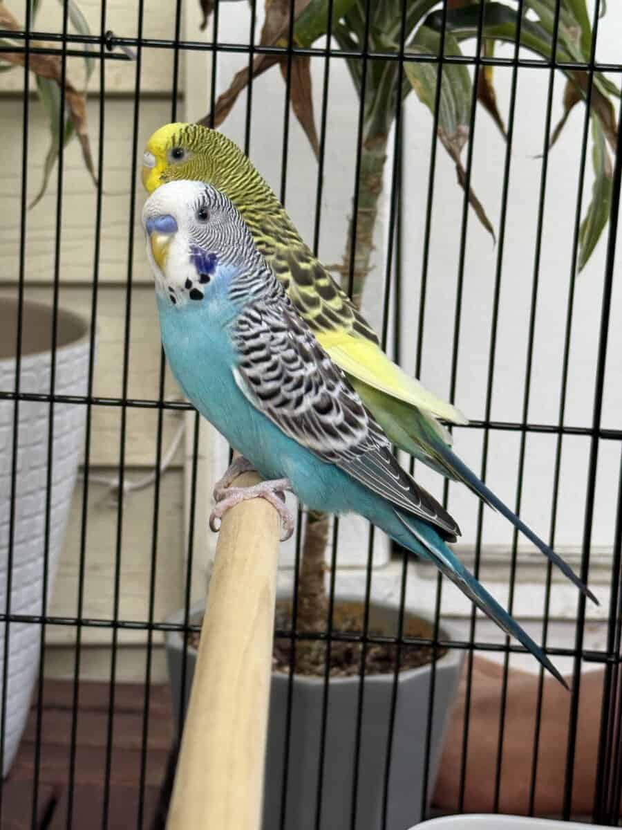 Pair of Australian budgies with a new cage image 3