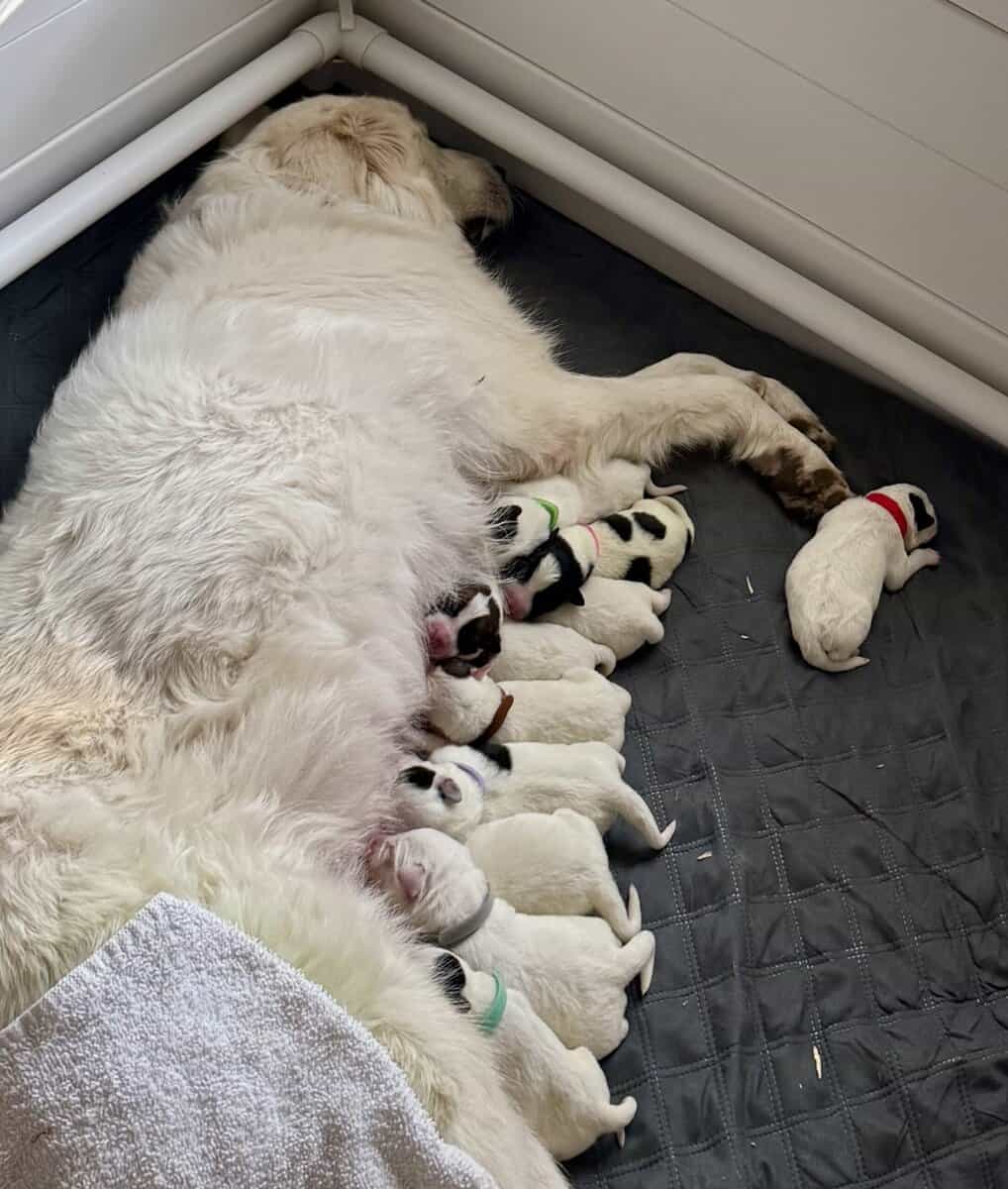 Mix Great Pyrenees & Australian cattle Blue/Red image 15