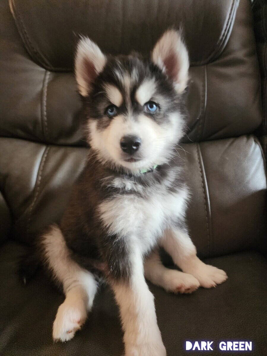 Husky puppies image 4
