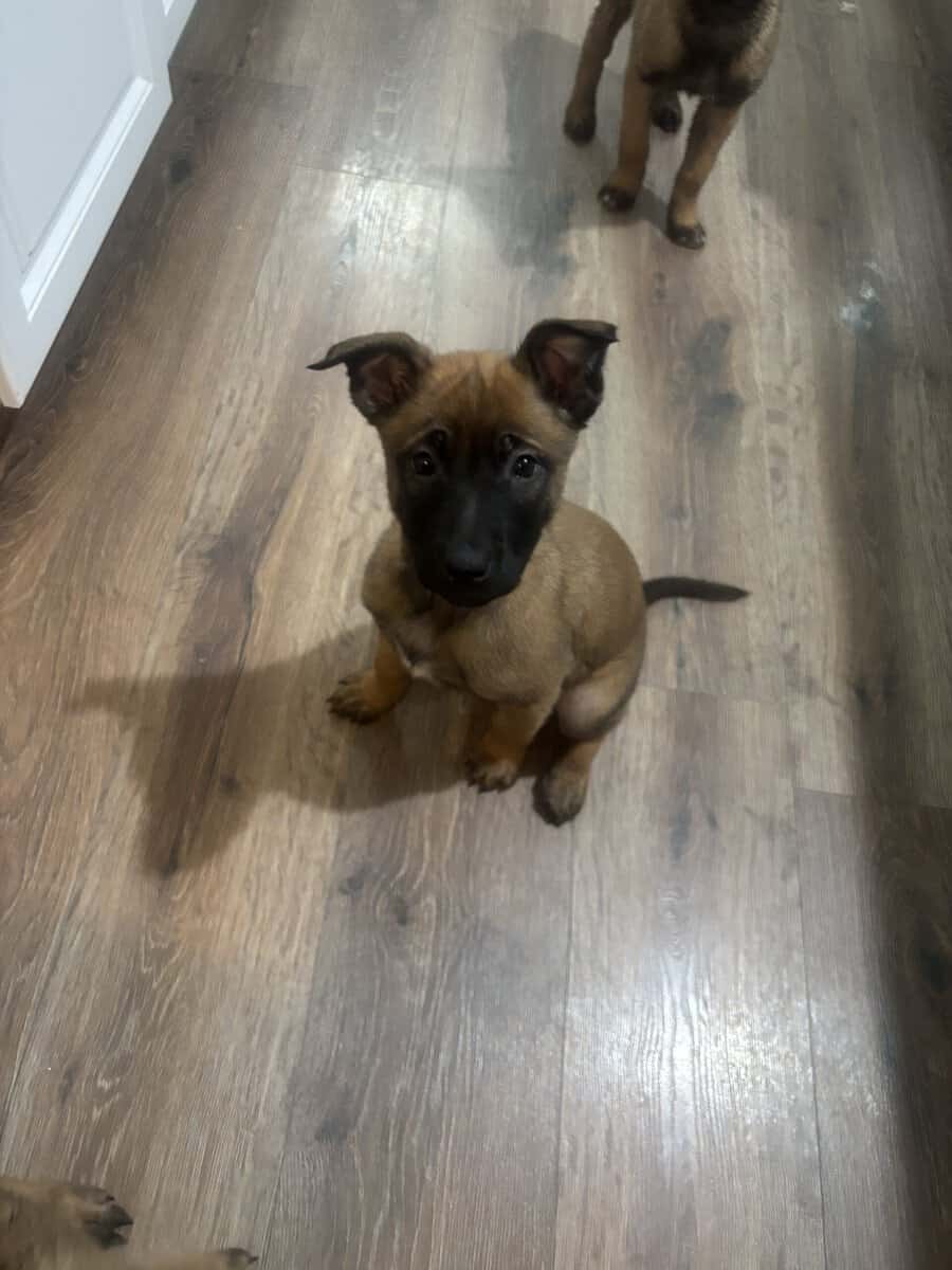 4 Belgian Malinois Puppies for Sale image 2