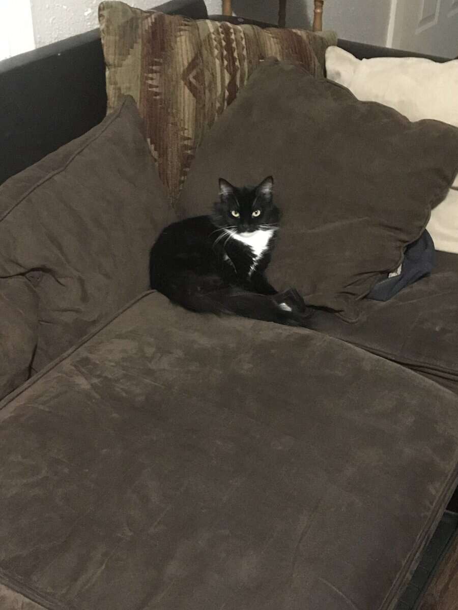 Sweet, Lazy Female Cat Needs a Home image 19
