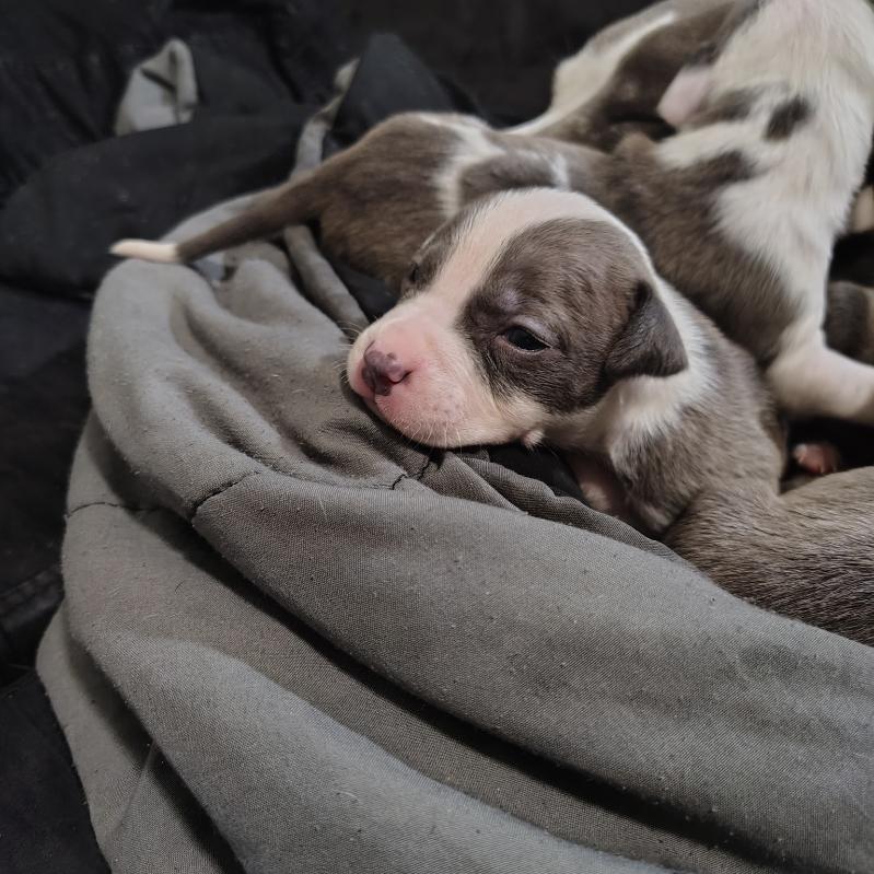 Must go Staffy Pitbulls image 3