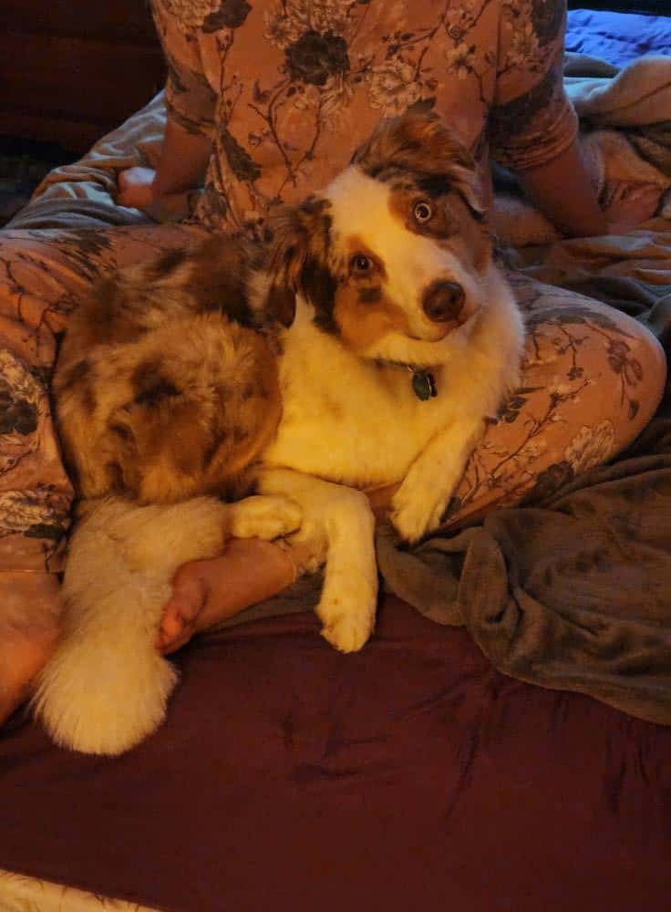 Fun happy Aussie needs home image 6