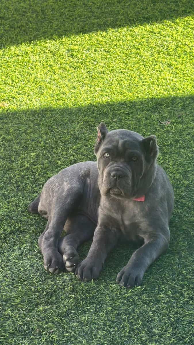 Corso puppies ready for new homes image 1