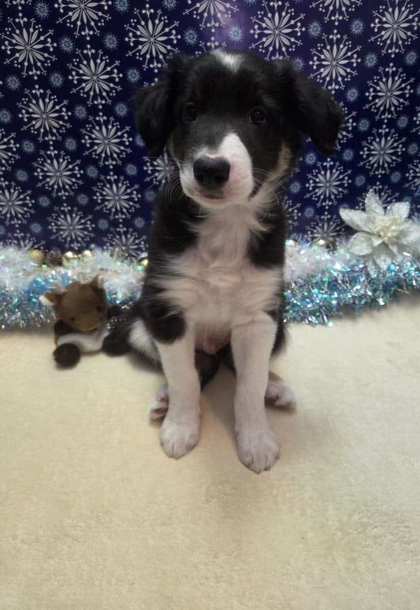Border collie puppies image 11