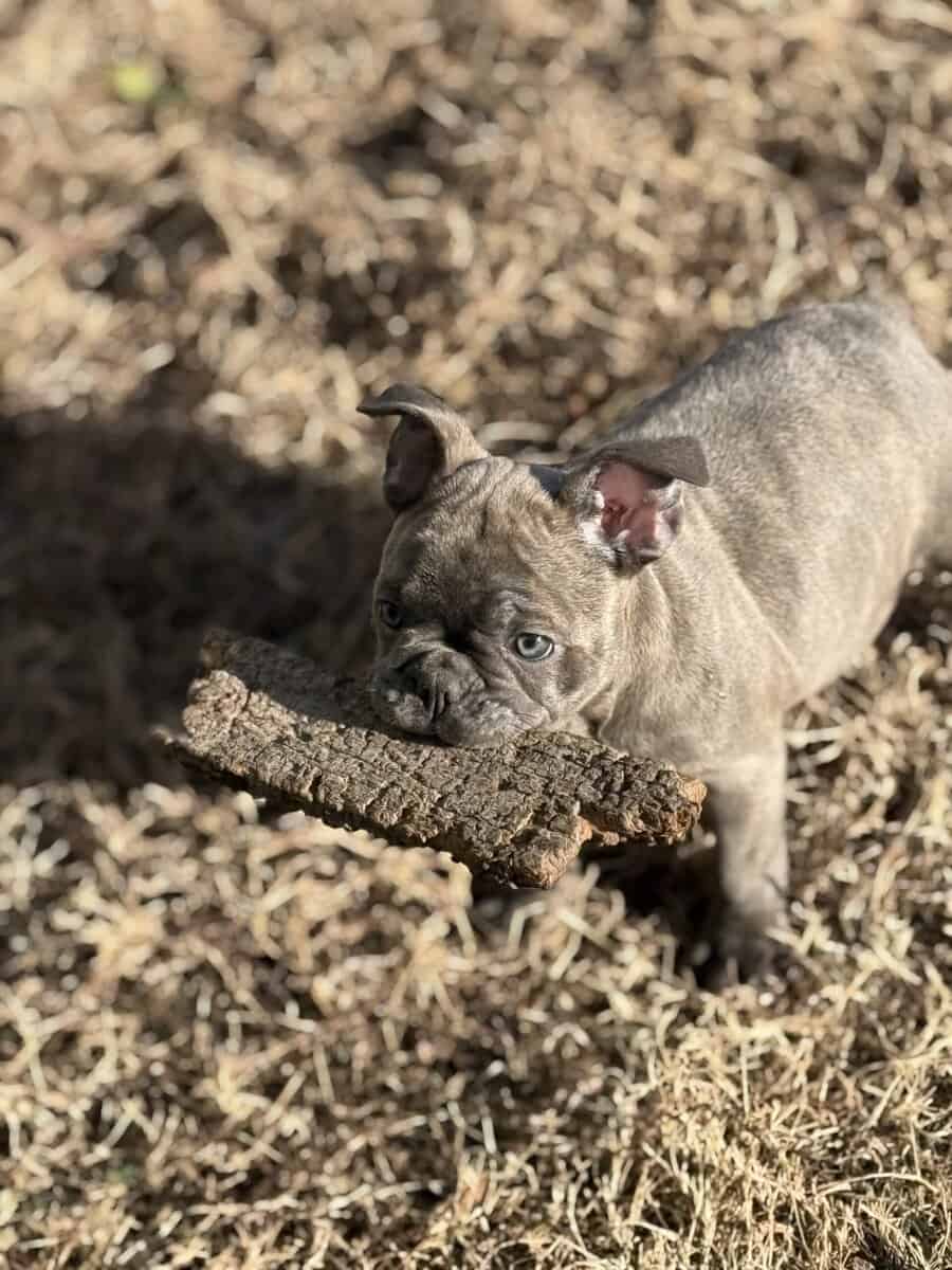 Purebred French bulldog pups image 1