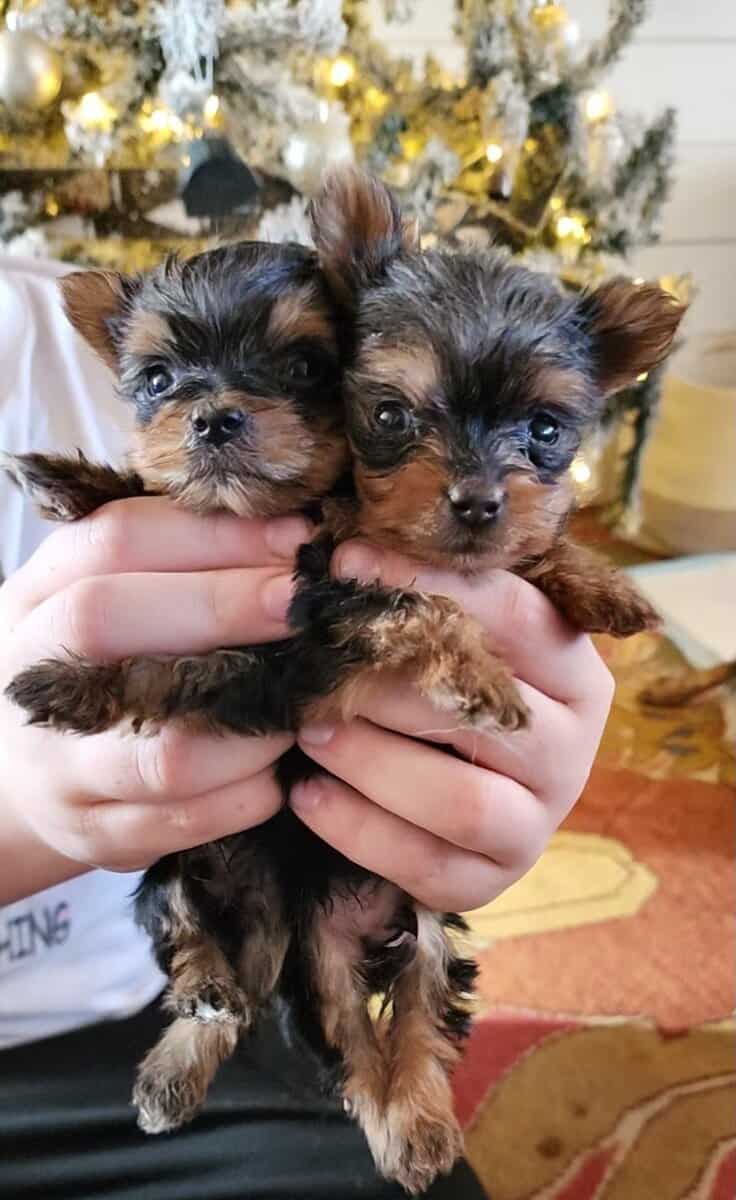Teacup Yorkshire Terriers image 1
