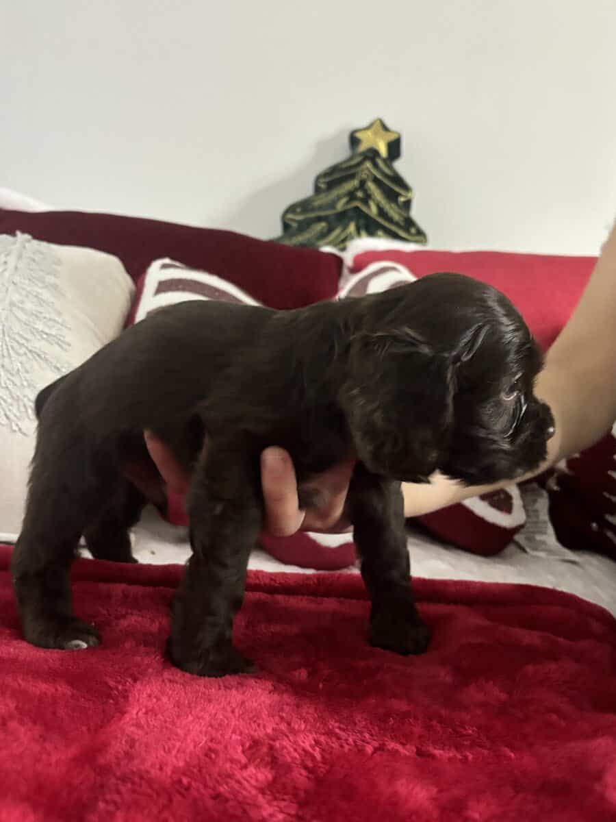 Three chocolate cocker spaniels (male) for sale image 6