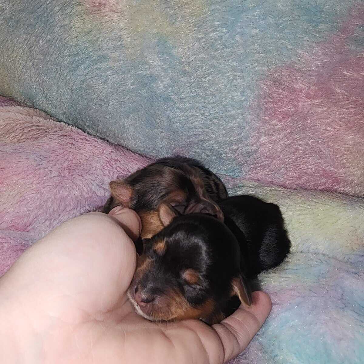 Yorkshire Terrier pup image 6