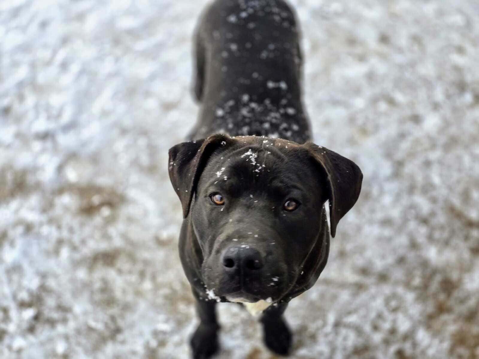 10 young mutts in search of forever homes image 15
