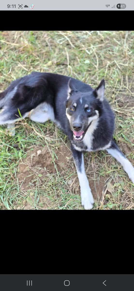 Male Pomsky image 2