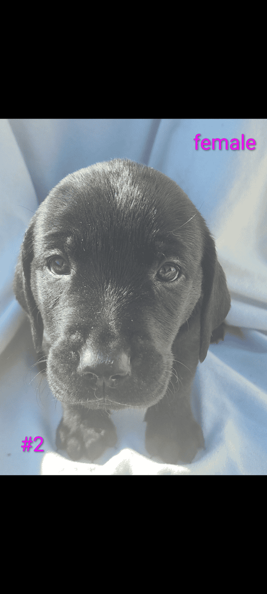 Golden Retriever and Chocolate lab pups image 6