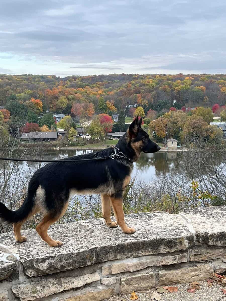 AKC German Shepherd Puppies image 4