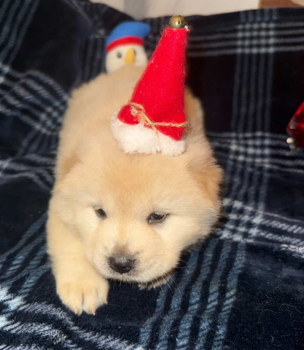Max cream male chow chow image 1