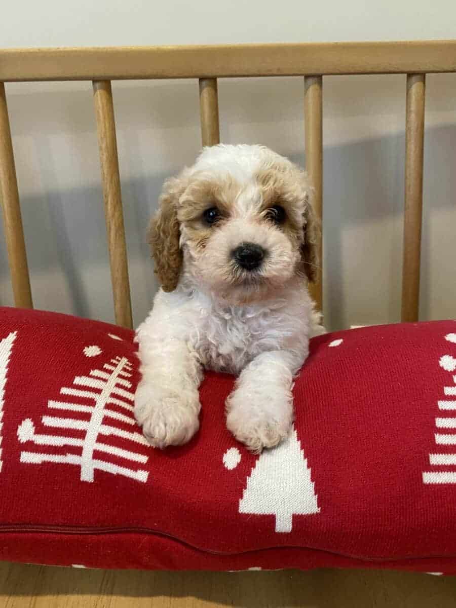 Cavapoo puppy image 1