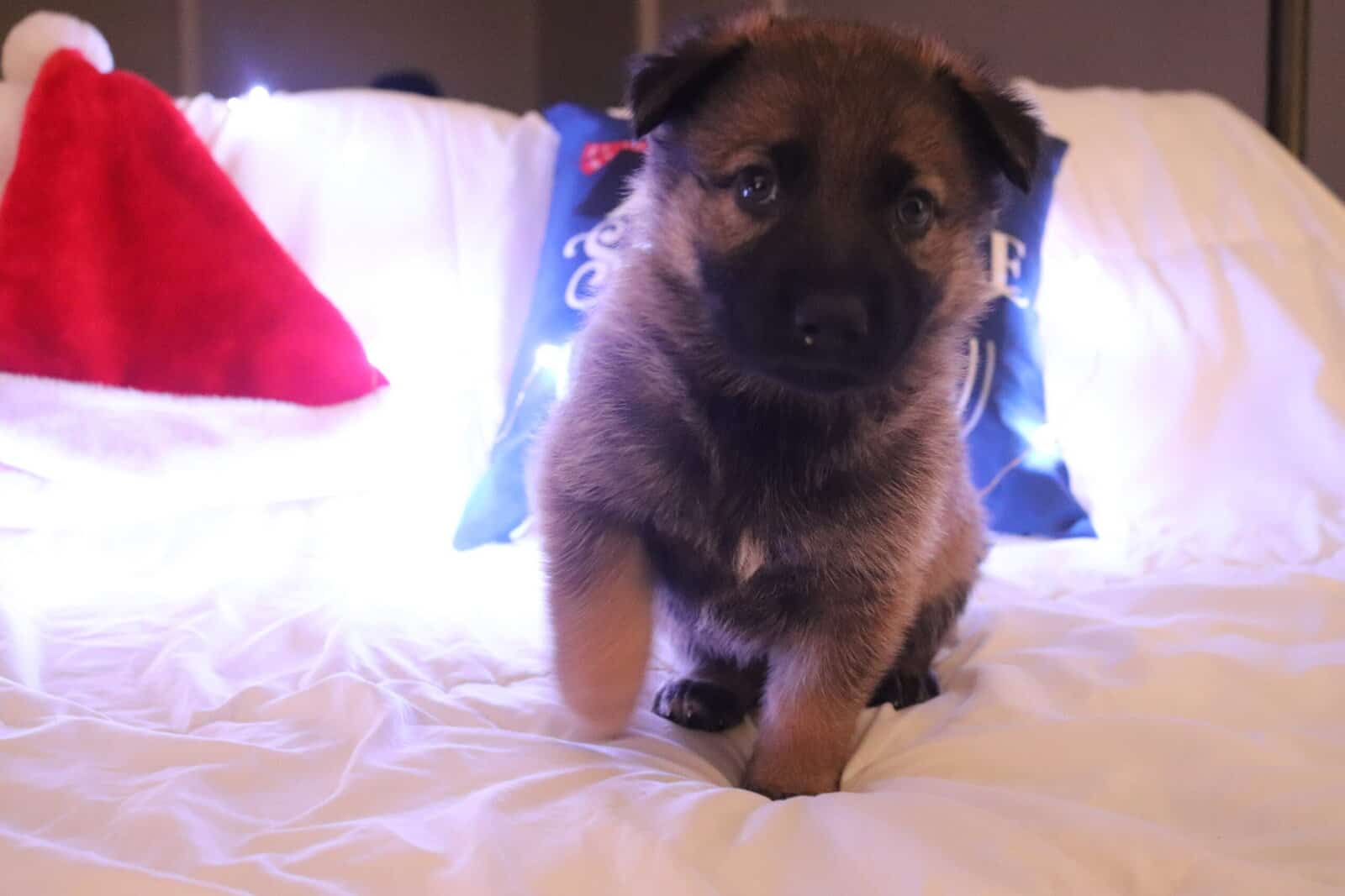 Wolf / German Shepherd GSD Puppy - Bandit image 4