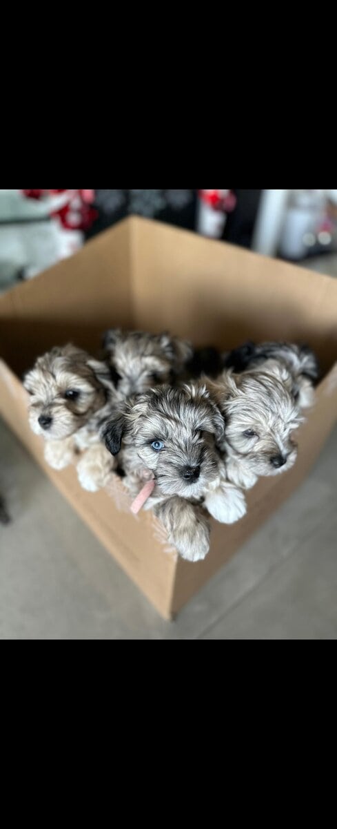 Confetti Miniature Schnauzer image 8