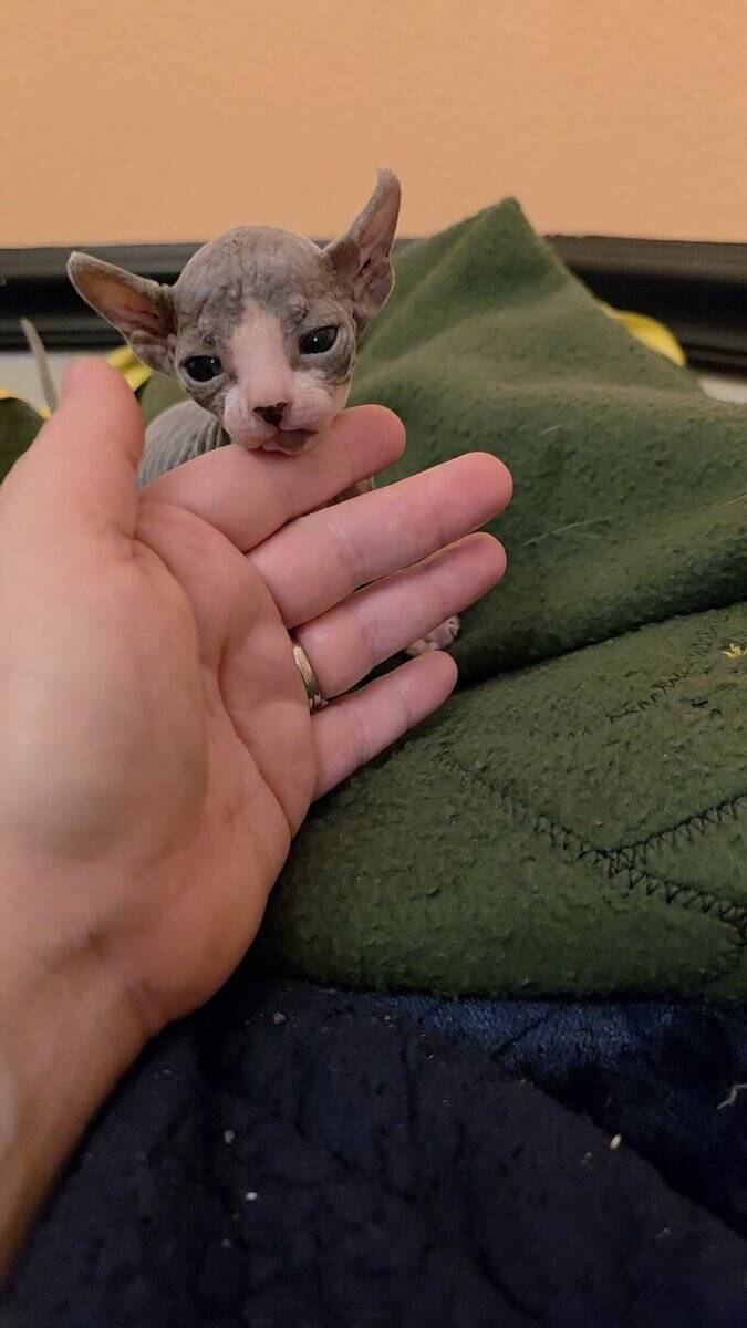 Hairless Sphynx Kittens image 2