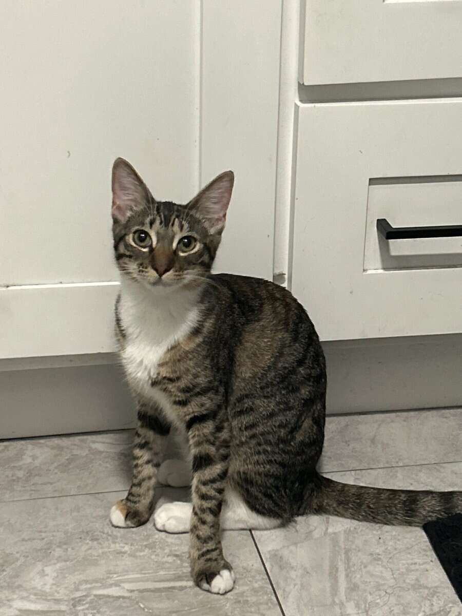 Sweet baby girl cat needs to be rehomed image 1