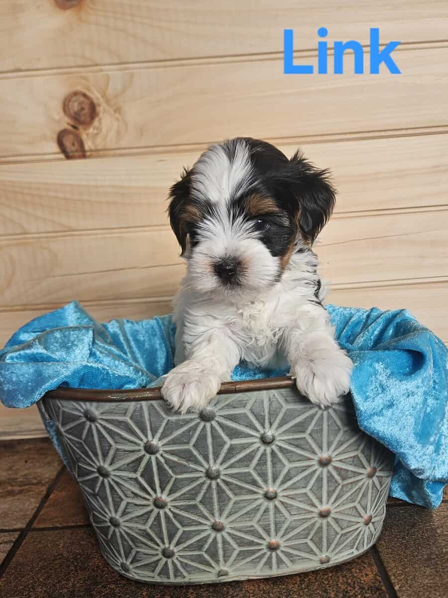 German Yorkie (Biewer Terrier) boy image 1
