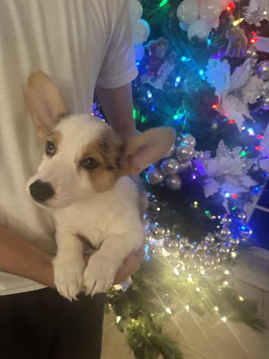 Adorable Corgi Puppies Ready for Loving Homes 🐾 image 5