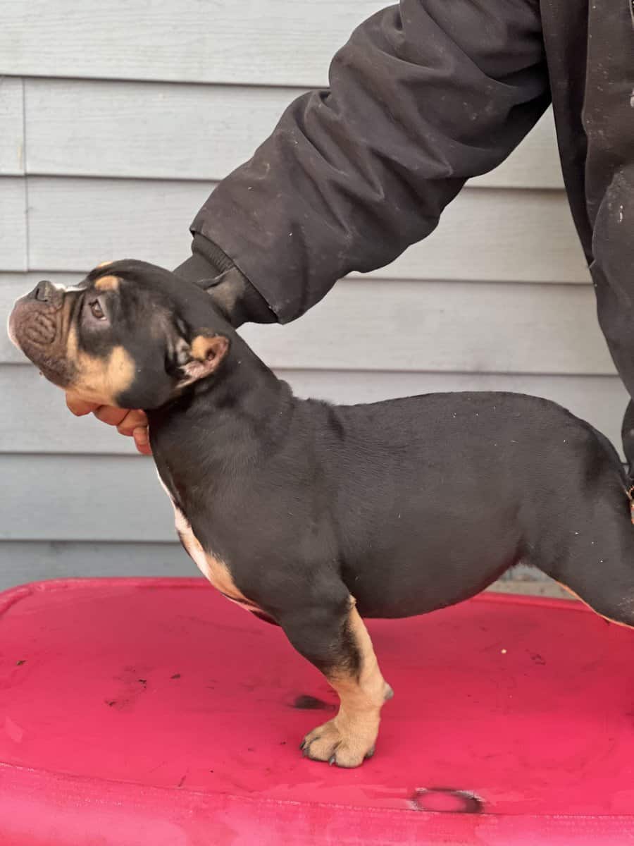 5 month old black tri pocket female image 3