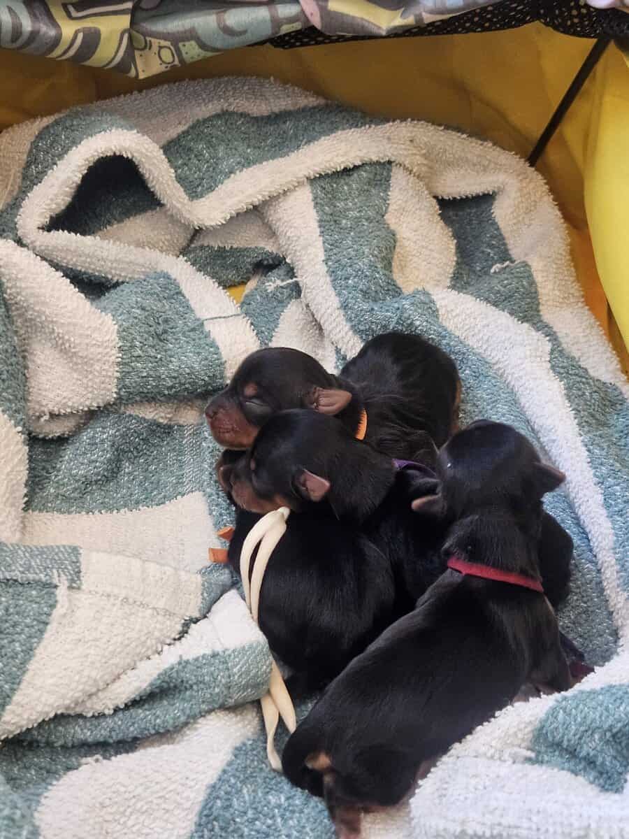 6 girls 1 boy Teacup Yorkies Available image 1