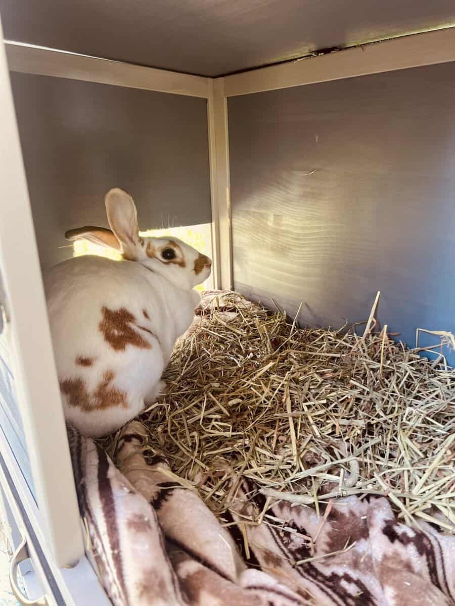 Madame Bun Bun image 1