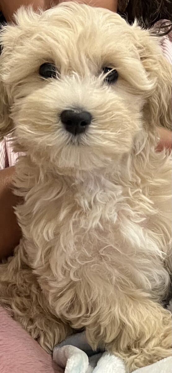 6mo Maltipoo - Benji image 6