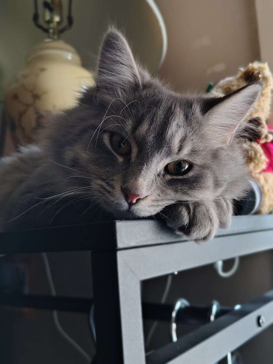 Siberian Kitten need forever home. image 12