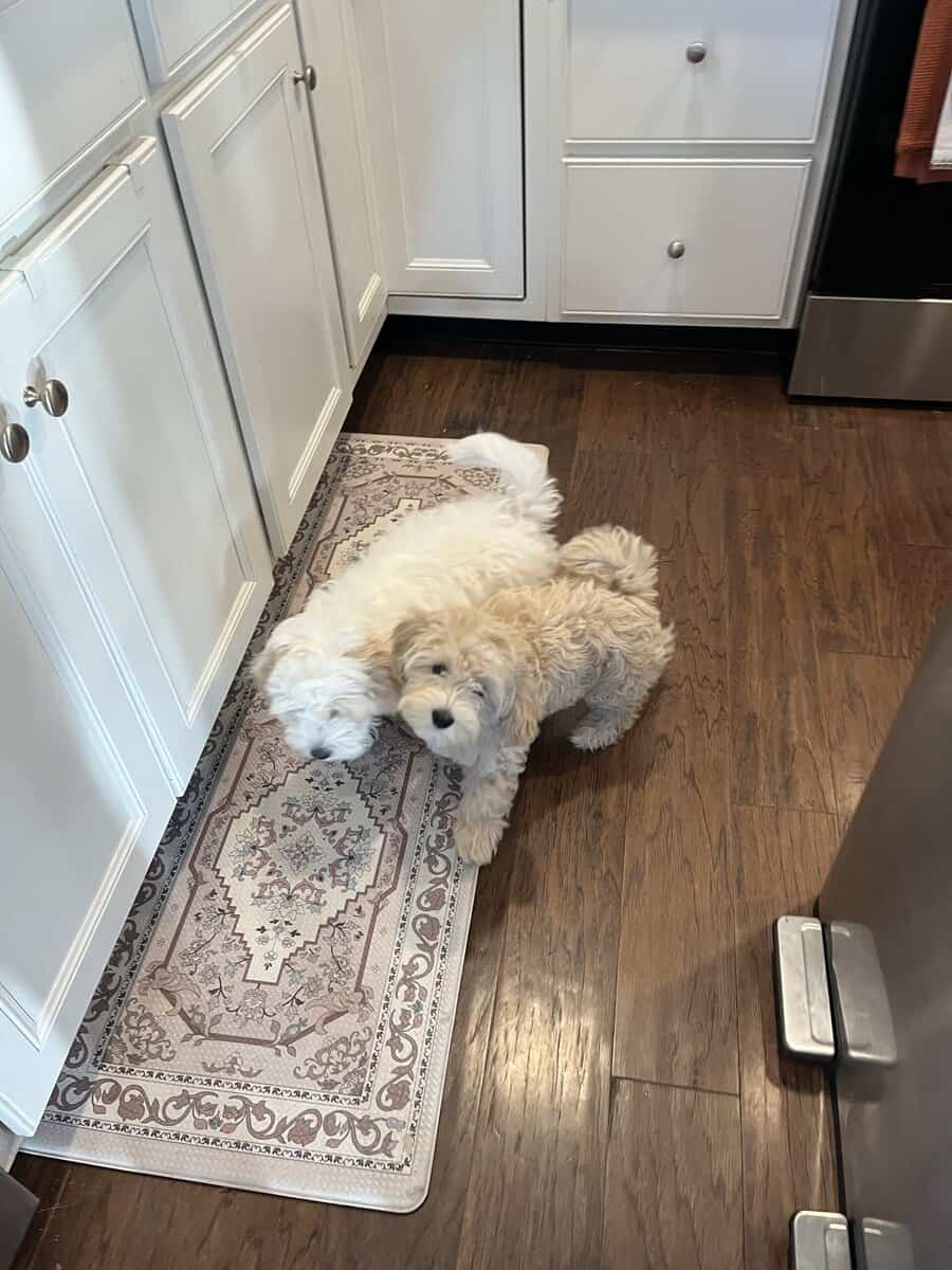 6mo Maltipoo - Benji image 5