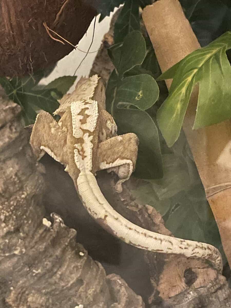 Crested Gecko + Terrarium and Supplies image 3