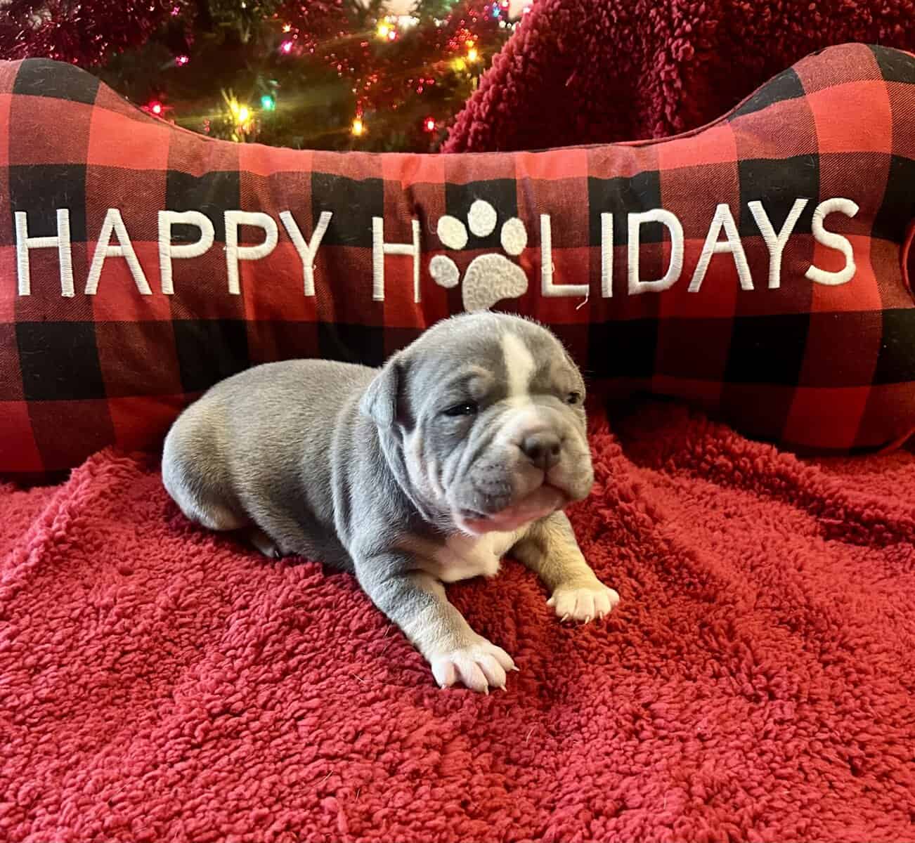 American Bully Puppies For Sale image 5