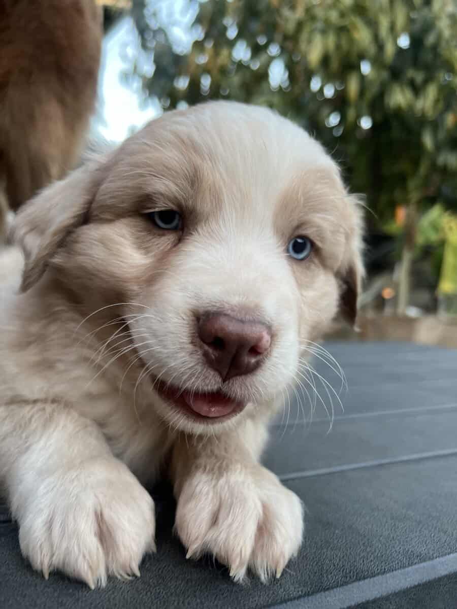 Male Aussie image 2
