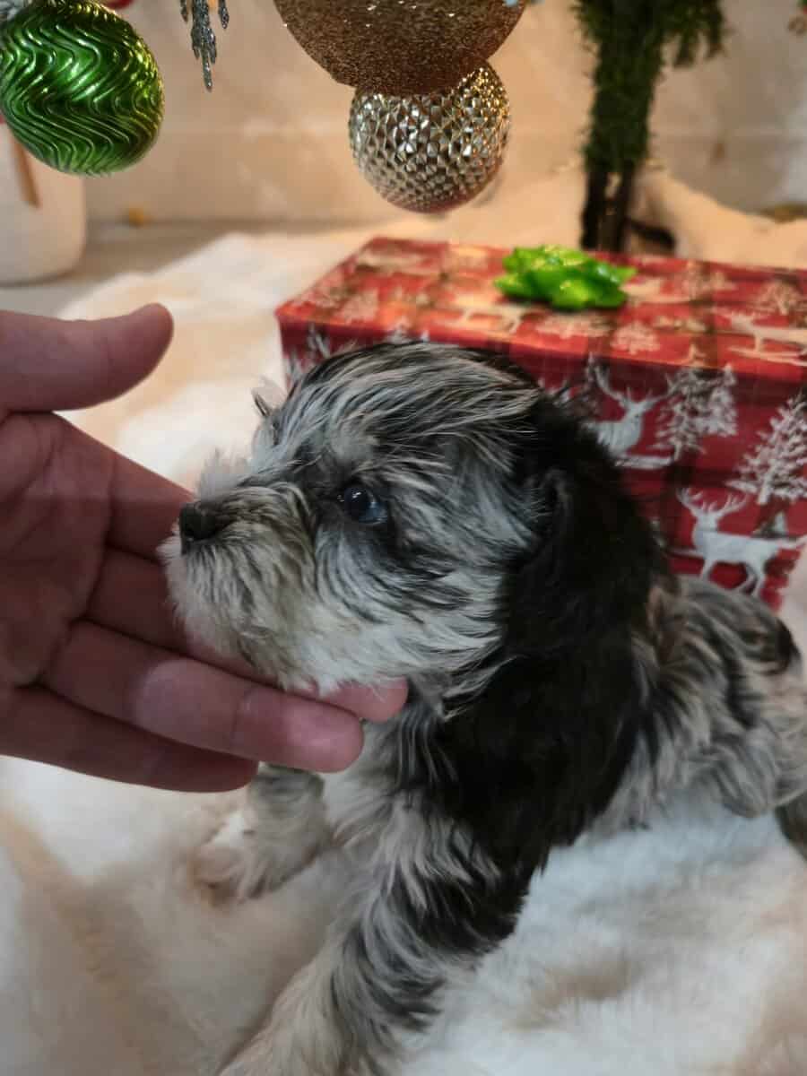Confetti Miniature Schnauzer image 5