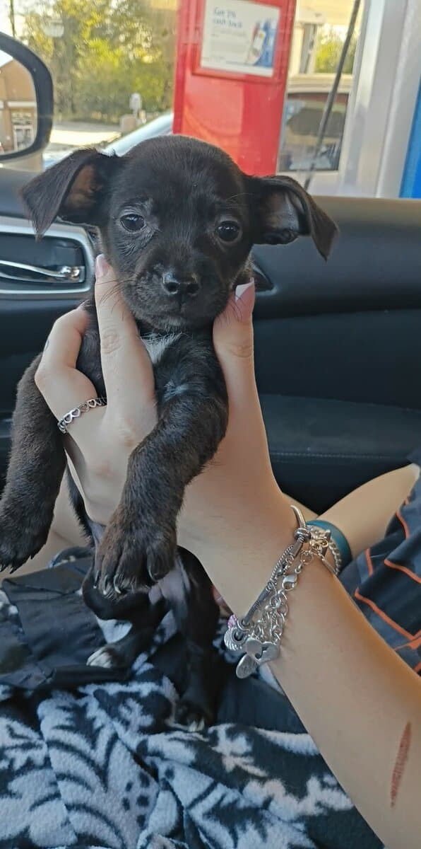 Full-blooded Chihuahua image 2