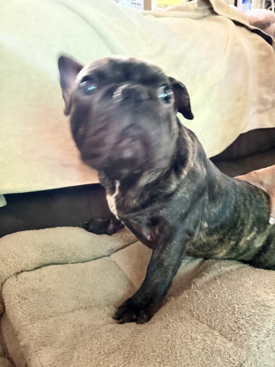 French Bulldog for sale “Dewey” image 2