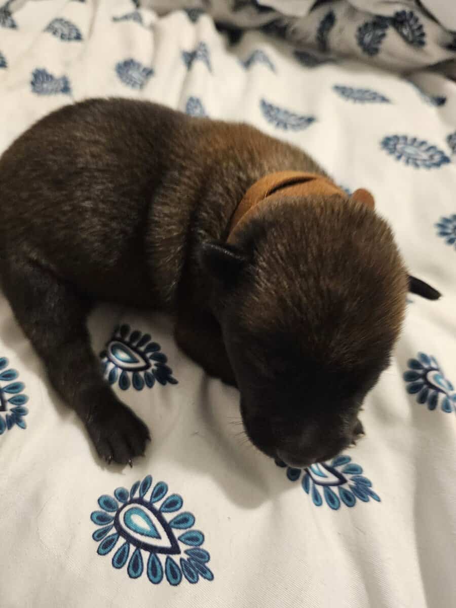 AKC BELGIAN MALINOIS PUPS image 4