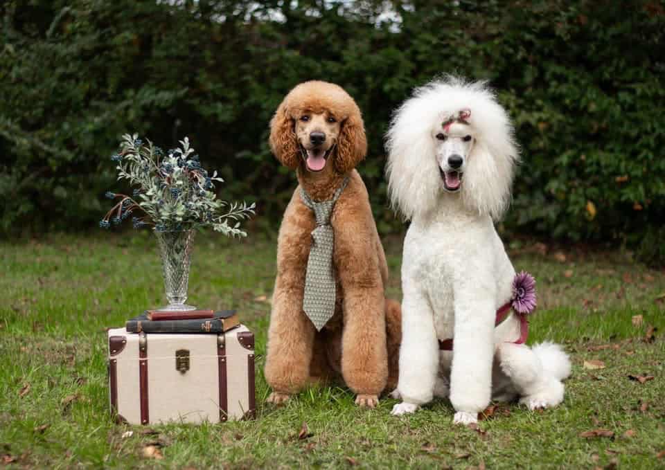 Standard Poodle puppies image 1
