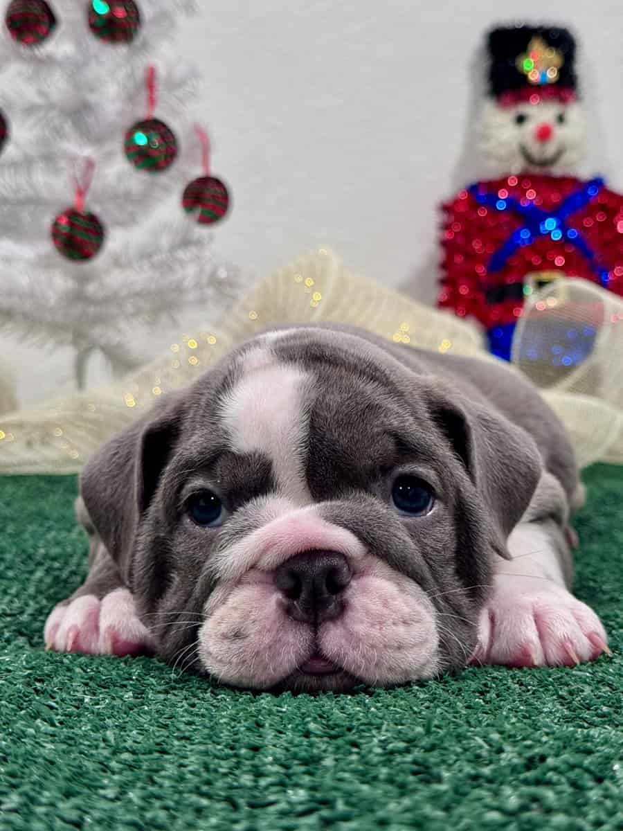 English Bulldog Puppies image 8